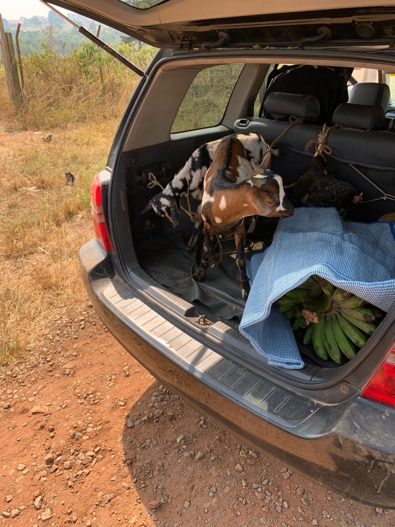 Gifts from my last convention. The two poor goats were going to be dispatched this evening. 😱😲🥲